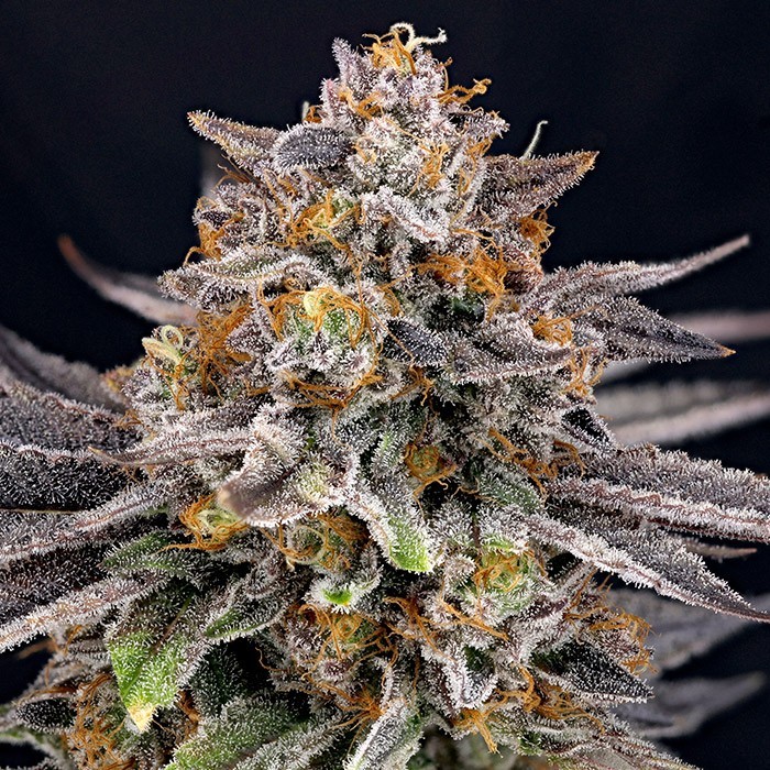 CandyGaz Feminized Marijuana Seeds