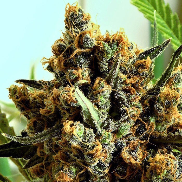 Las mejores semillas de marihuana feminizadas