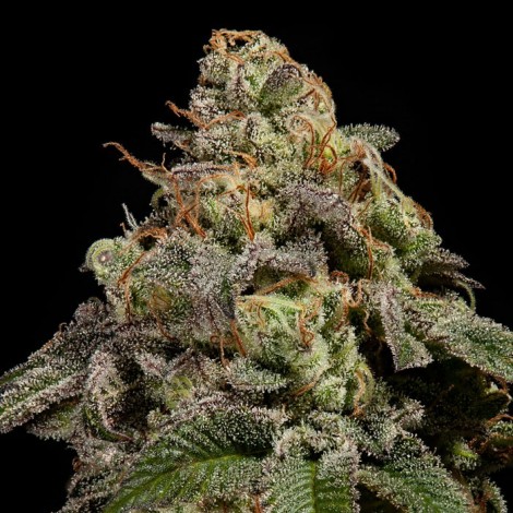 OMG Feminized Cannabis Seeds | Ripper Seeds