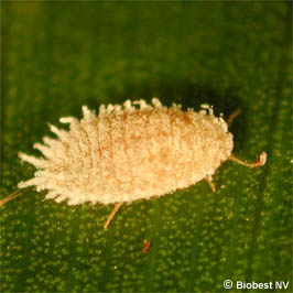 Cottony mealybug. Photograph by Biobest