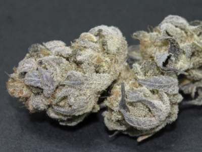 Secado y curado del cannabis, uno de los pasos mas importantes para su cultivo