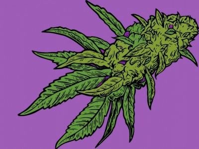 Las partes del cannabis y sus funciones